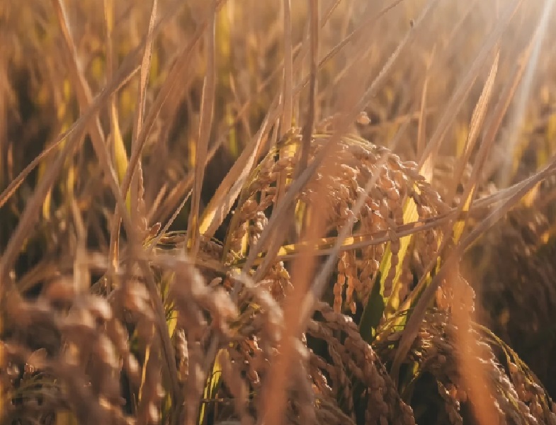 喜洲稻米文化節(jié)