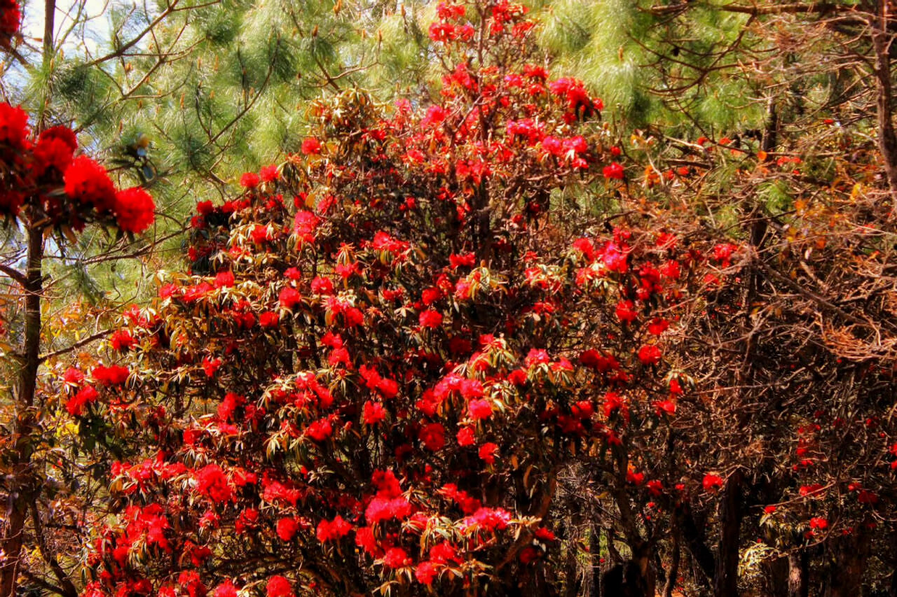 大理會議預(yù)定