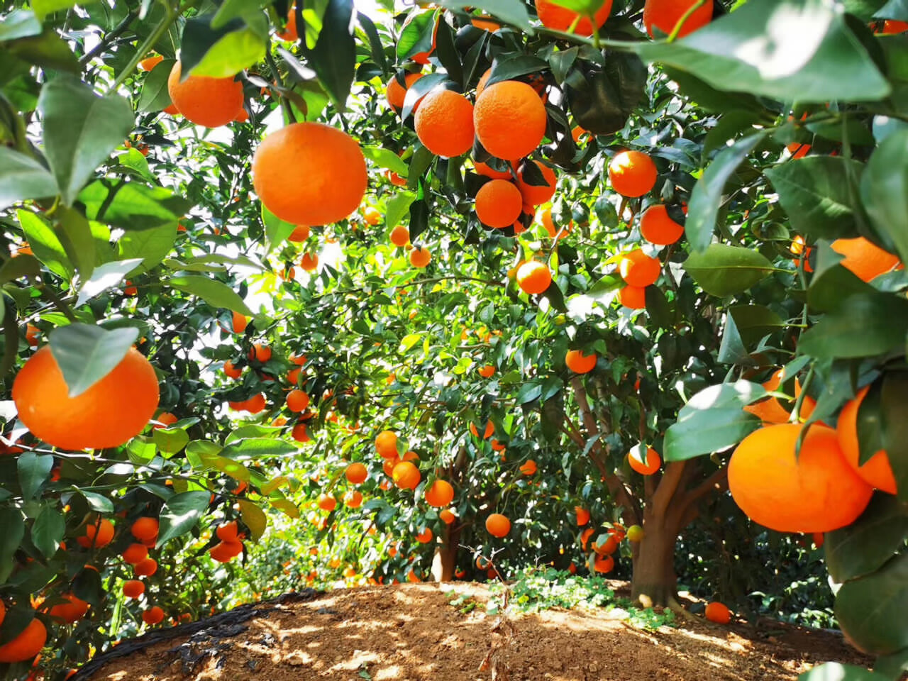 大理會議預(yù)定