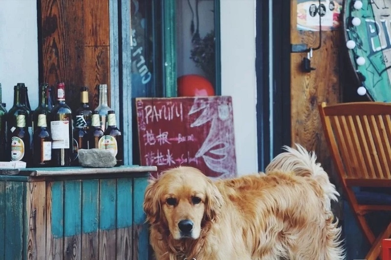 大理夏令營活動(dòng)