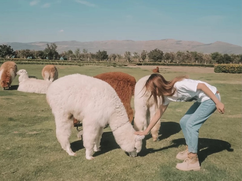 大理古城邊的彩虹農(nóng)場太太太美啦！?。?>
                        <a href=