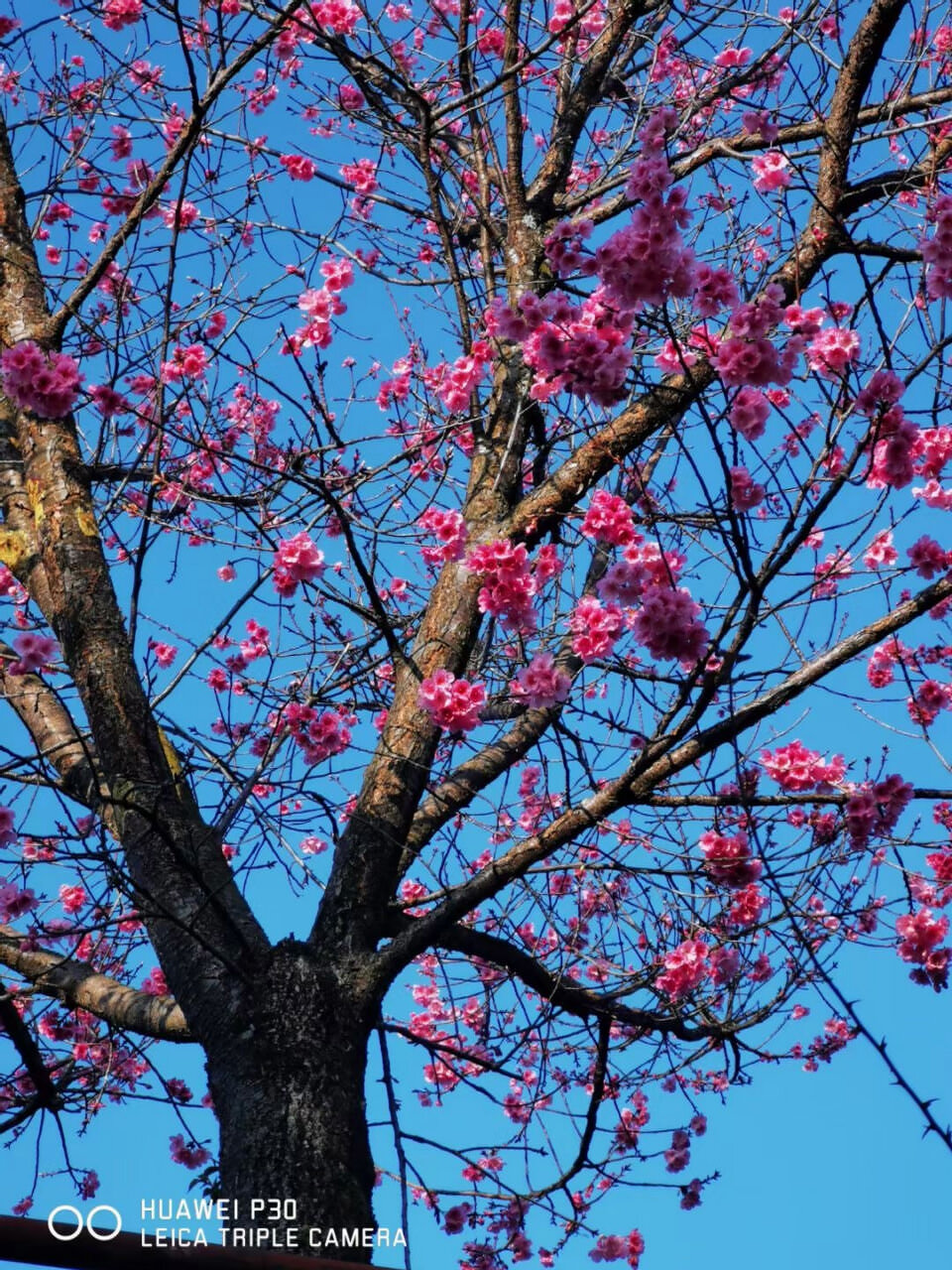 大理大學(xué)賞櫻季