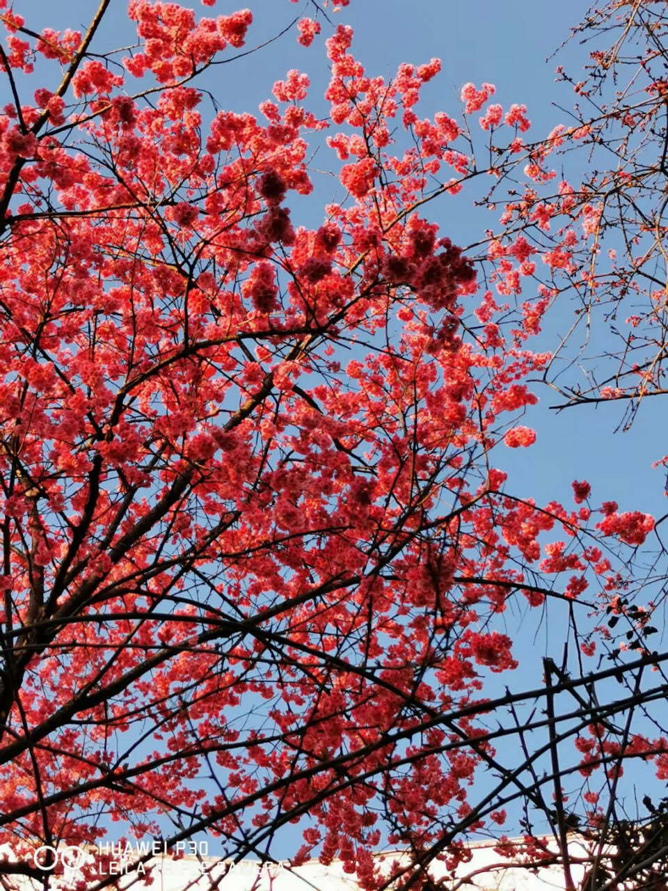 大理大學(xué)賞櫻季