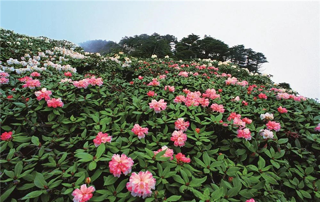 大理旅游 六月，蒼山等你赴一場花的“盛宴”！