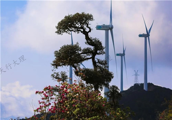 姹紫嫣紅醉春光 大理這片杜鵑花秘境藏不住了！