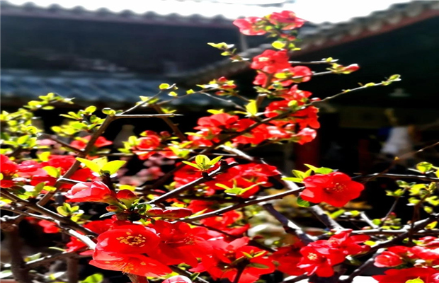 非遺大理｜車玉江：阿吒力音樂(lè)曾是大理國(guó)宮庭音樂(lè)	