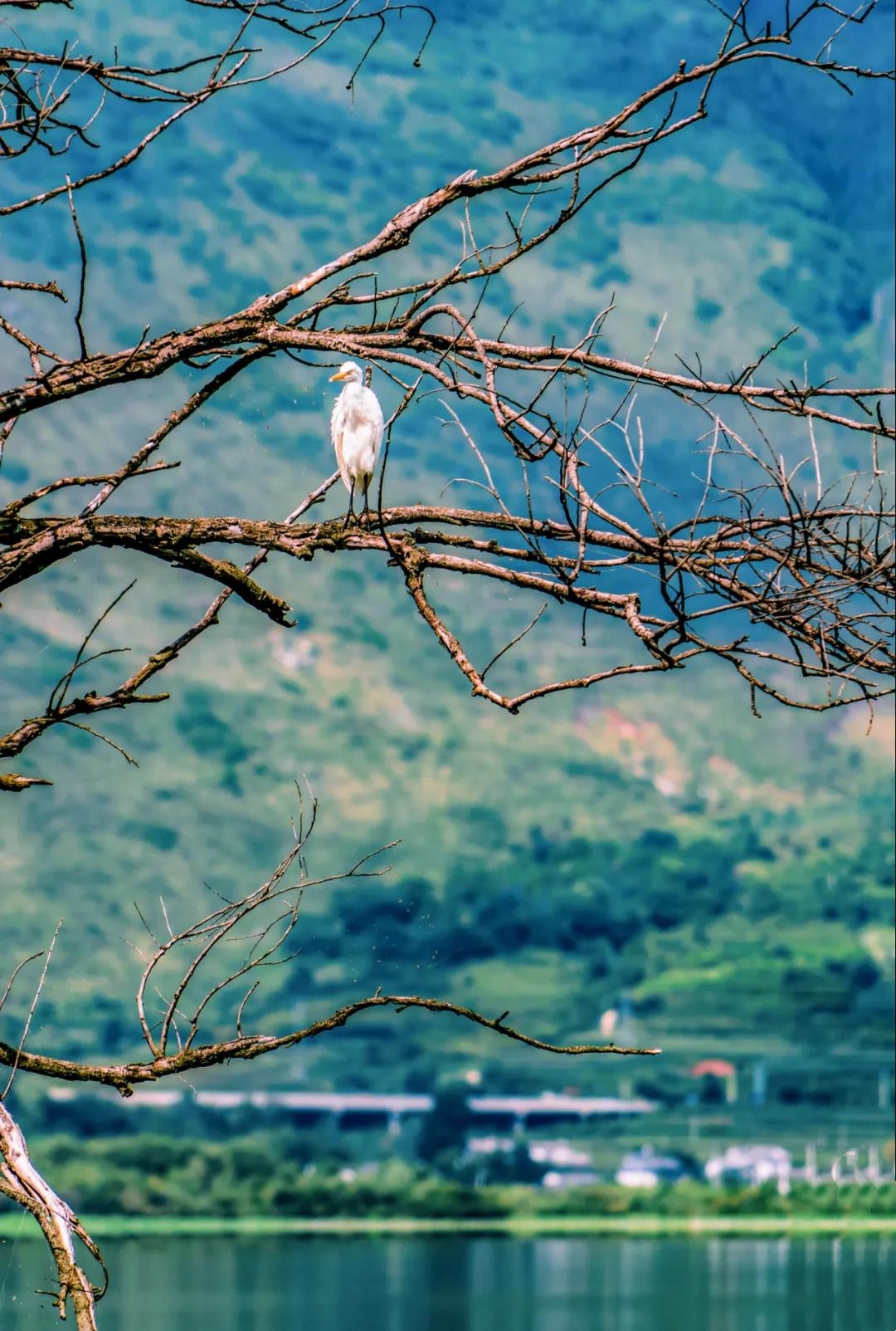 洱海濕地中的水鳥 洱海濕地中的水鳥