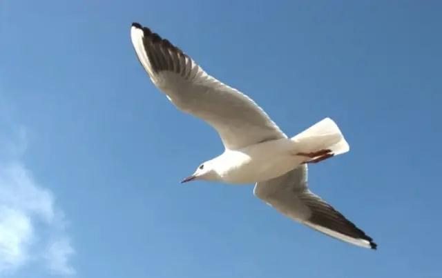 暖冬大理，小普陀又迎來(lái)了可愛的紅嘴鷗   大理旅游攻略