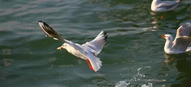 大理暖冬悄至，海鷗歸臨小普陀   大理旅游攻略