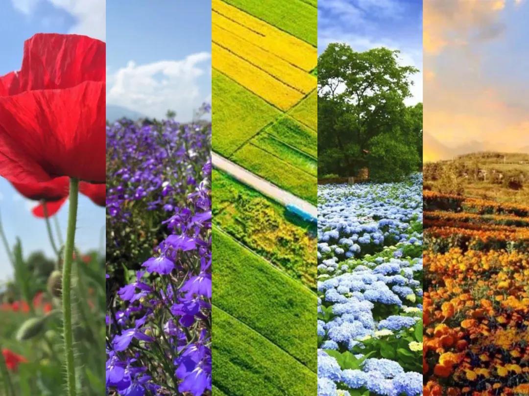 美麗大理的豐收色卡,大理秋季限定——豐收彩虹 你收到了嗎？