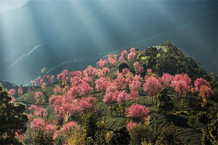 大理櫻花季：南澗無量，秘境花鄉(xiāng)——神仙姐姐居住的地方！快來大理旅游吧！