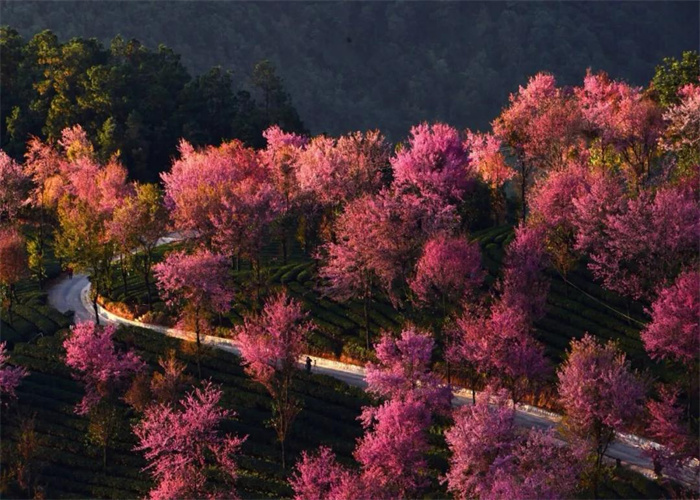 大理無(wú)量山櫻花