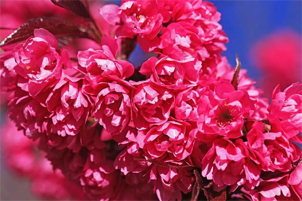 大理旅游,大理冬天的櫻花和我，都很想念你！