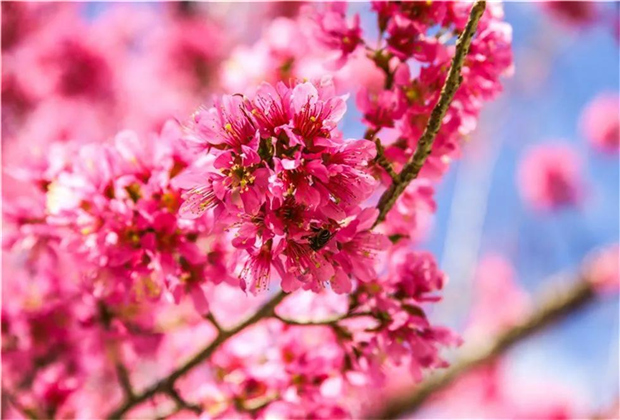 大理傳媒公司：南澗無(wú)量，秘境花鄉(xiāng)——神仙姐姐居住的地方！