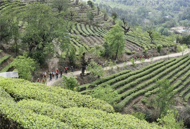 大理傳媒公司：【創(chuàng)意大理】鄉(xiāng)村秘境！大理永平藏著一個(gè)天際茶園