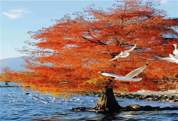 大理傳媒公司：【美麗大理】冬天的洱海生態(tài)廊道，美出新高度