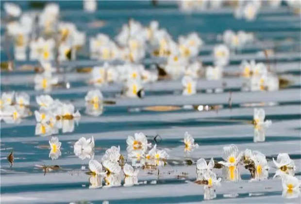 洱海首次實現(xiàn)水體優(yōu)良率達100%