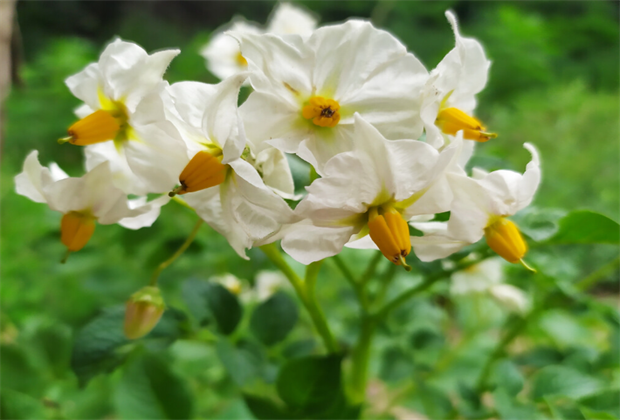 舍不得公開！大理八月的洋芋花海好漂亮