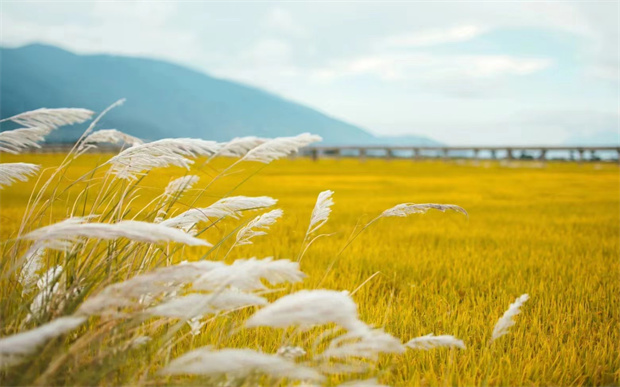 大理：接下的大理會(huì)是什么樣子？