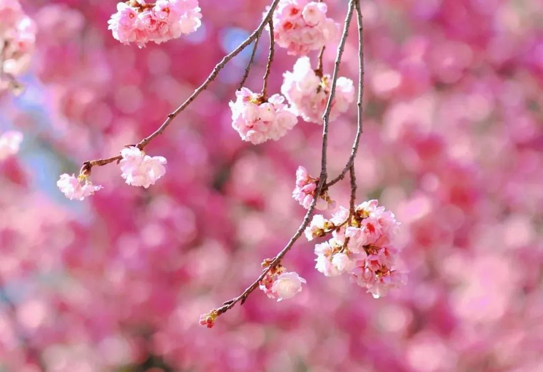 云南旅游,云南旅行社,云南團(tuán)建公司：賞櫻正當(dāng)時(shí)！大理大學(xué)校園開放日等你來(lái)