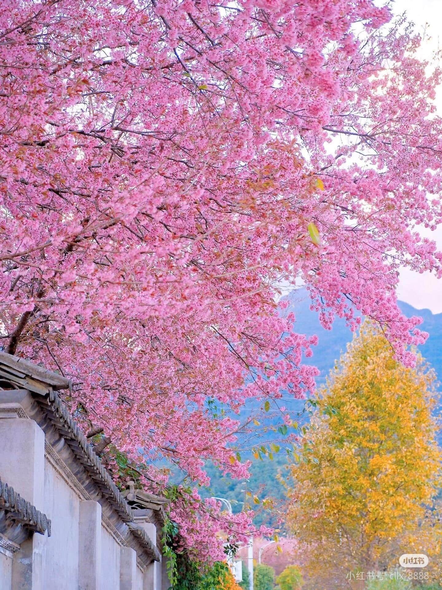 云南旅游,云南旅行社,云南團(tuán)建公司,云南策劃公司,云南會議會展,云南策劃執(zhí)行,大理旅游,大理旅行社,大理團(tuán)建公司,大理會議公司,大理會議會展,大理策劃公司:去云南才知道，最早的櫻花是開在冬天的